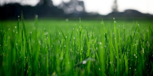 Profitieren Sie jetzt von unser Sommer-Rasen-Düngeaktion