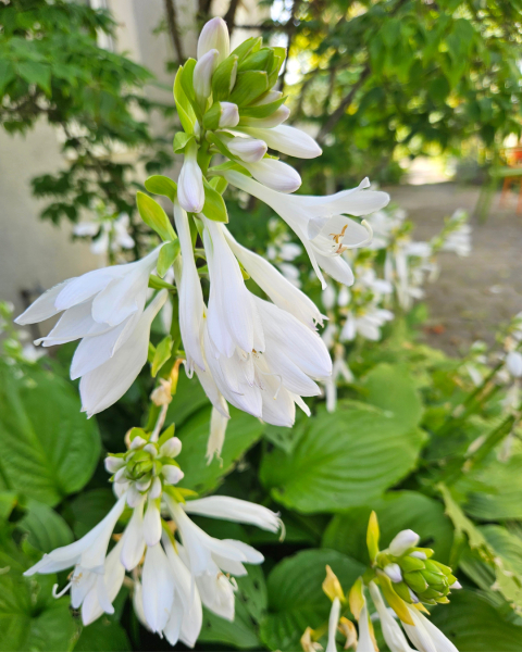 frühsommer-5.jpg